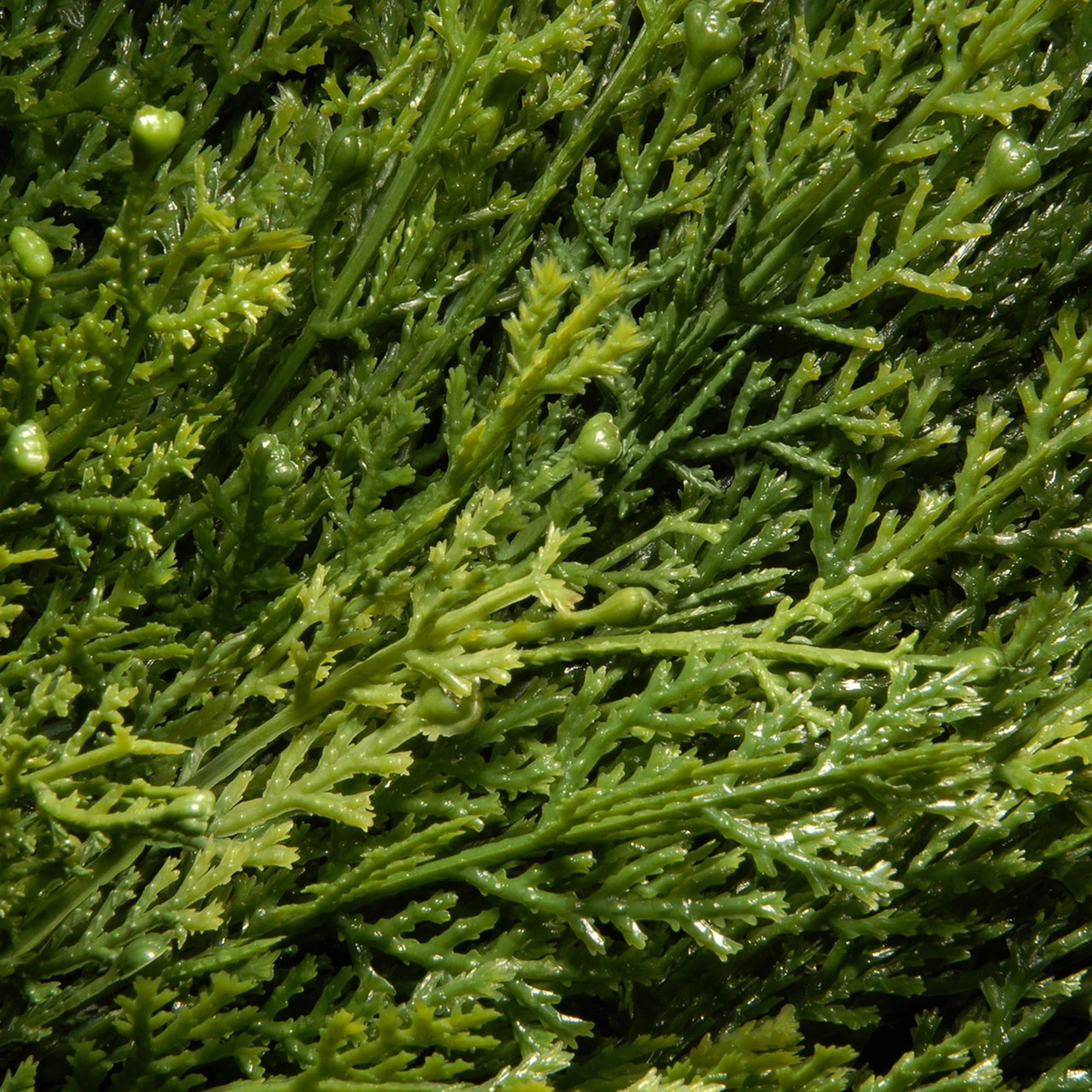 4.5' Potted Juniper Spiral Slim Artificial Christmas Tree - Unlit 4 4.5' Potted Juniper Spiral Slim Artificial Christmas Tree - Unlit - Image 2