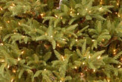 6 Ft. Frasier Grande Tree With Dual Color LED Lights 12 6 Ft. Frasier Grande Tree With Dual Color LED Lights -Optimal Christmas Shop dnat pefg4 330ld 60 5 57646.1667641599