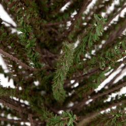 2' Green And Brown Warsaw Twig Artificial Christmas Tree With Burlap Base - Unlit -Optimal Christmas Shop northlight b03908 2 64204.1669400657