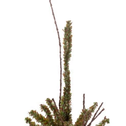 2.5' Green And Brown Warsaw Twig Artificial Christmas Tree With Burlap Base - Unlit 11 2.5' Green And Brown Warsaw Twig Artificial Christmas Tree With Burlap Base - Unlit -Optimal Christmas Shop northlight b03910 1 48973.1667575946
