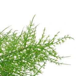 Brown And Green Cedar Christmas Wreath - 24-Inch, Unlit -Optimal Christmas Shop northlight vm90073 2 97429.1667576304