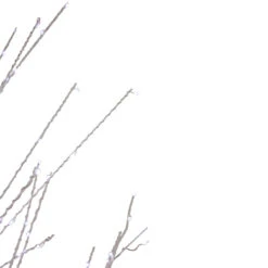 6' LED Lighted White Birch Christmas Twig Tree - Pure White Lights -Optimal Christmas Shop northlight xt92218 4 19620.1667491239